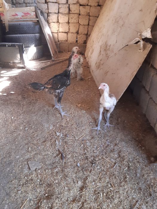 Куры Байтсовские Даканы