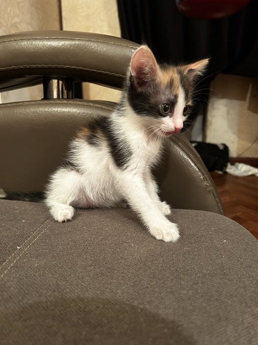 Срочно, котенок в добрые руки