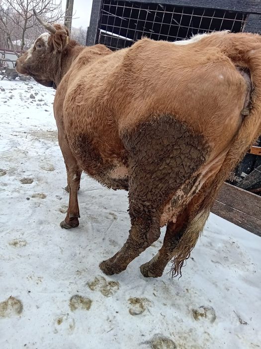 De vânzare vacă gestantă în ultima lună, este la a5a fătare foarte cum