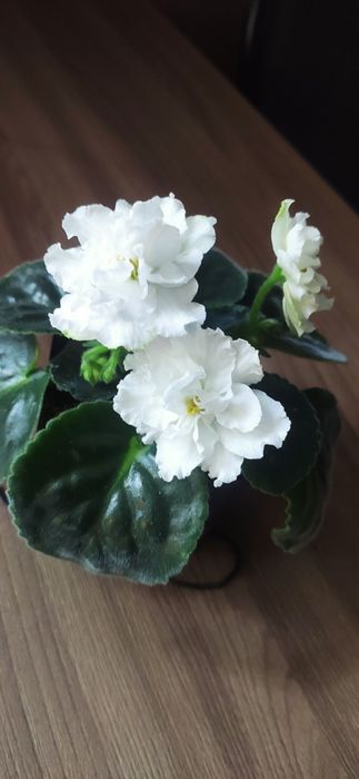 Фиалки сортовые ,цветущие