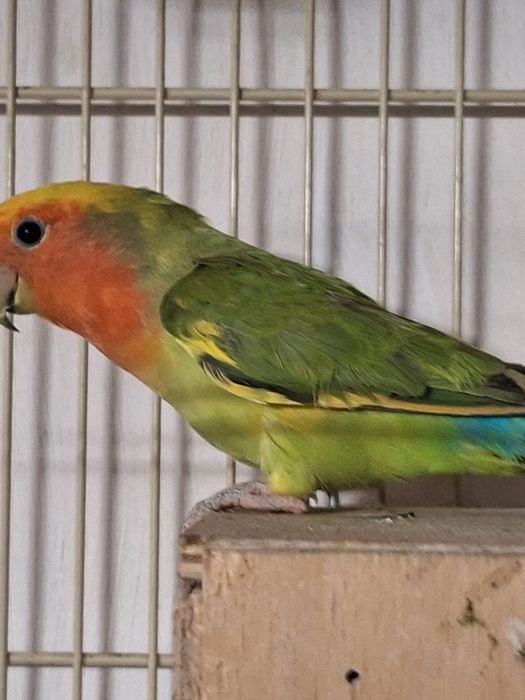 Pereche papagali Agapornis + colivie și cuib.