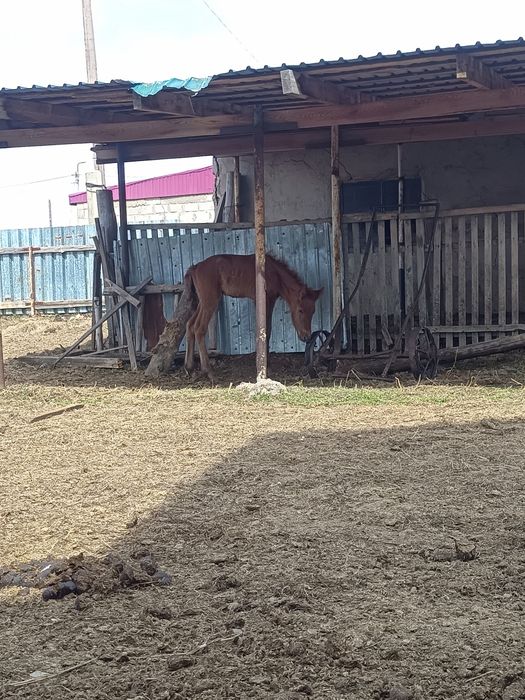 Құлынды бие сатылады