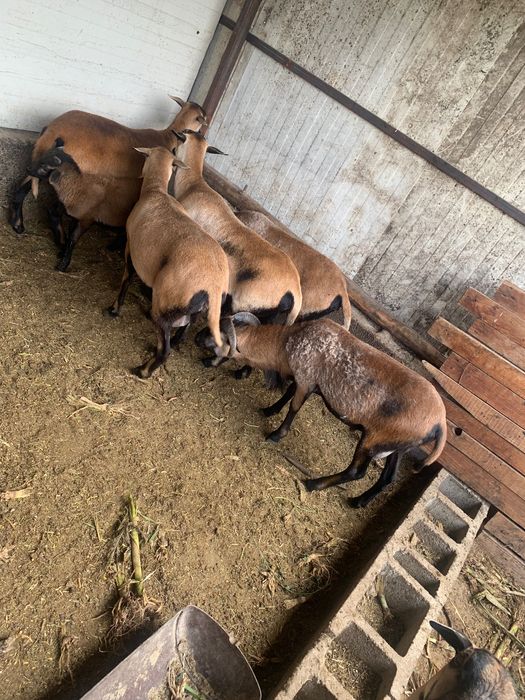 Îi de camerun de vanzare