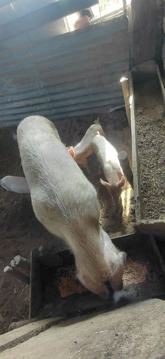 Продавам прасенца