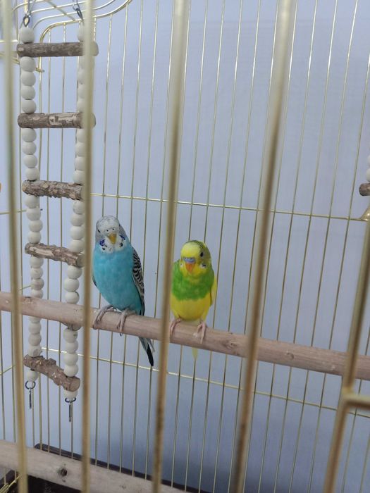 Попугаи очень красивая парочка