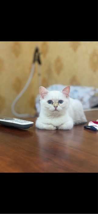 Британская короткошерстая