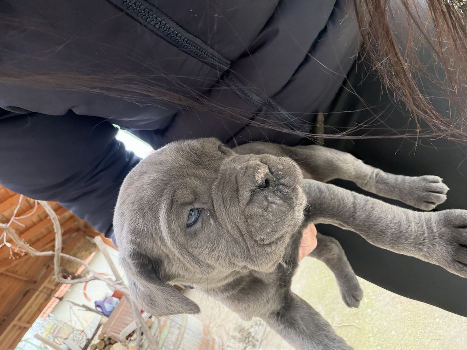 Кане корсо бебета