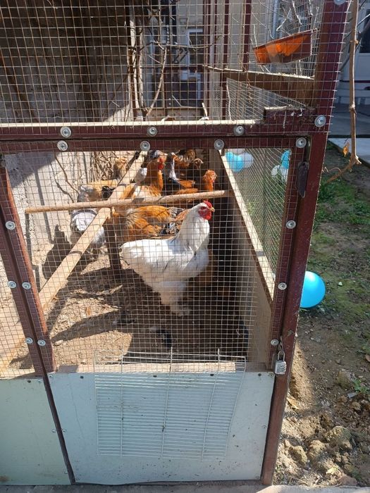 Brama joja va tovuq xorozlar