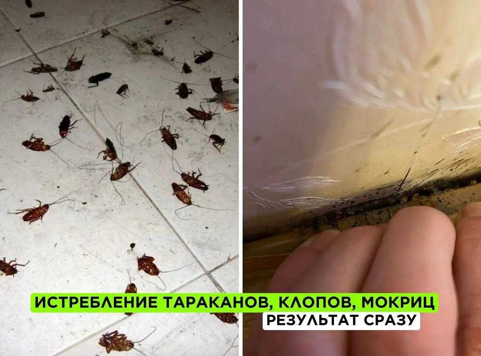 Уничтожение клопов, травить тараканов. Дезинфекция