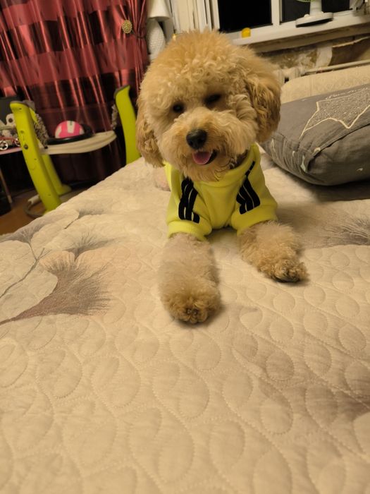 Вязка пуделя 1год 5 месяцев