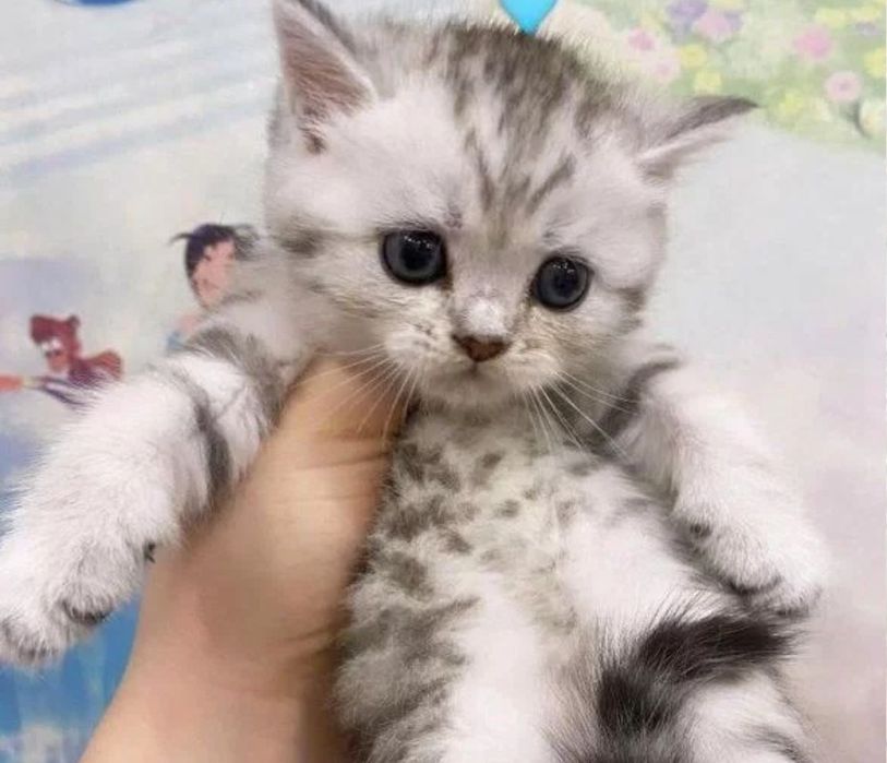 Мальчики шотландские 1.5 мес