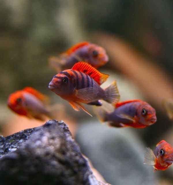 Лабидохромис Хонги Кимпума Рэд