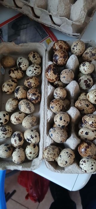 Vând ouă de prepelițe...