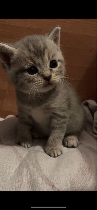 Британские Котята