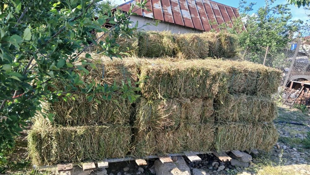 Vand baloti  lucerna