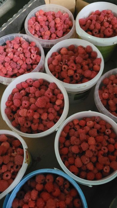 Саженцы смородины и малины