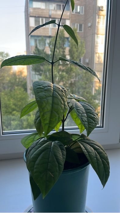 Комнатные цветы, дом и сад
