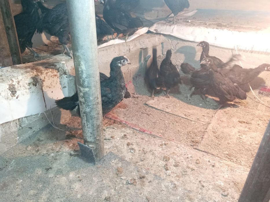 ‼️Продаются домашние куры ‼️