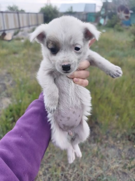 Отдам щенка бесплатно