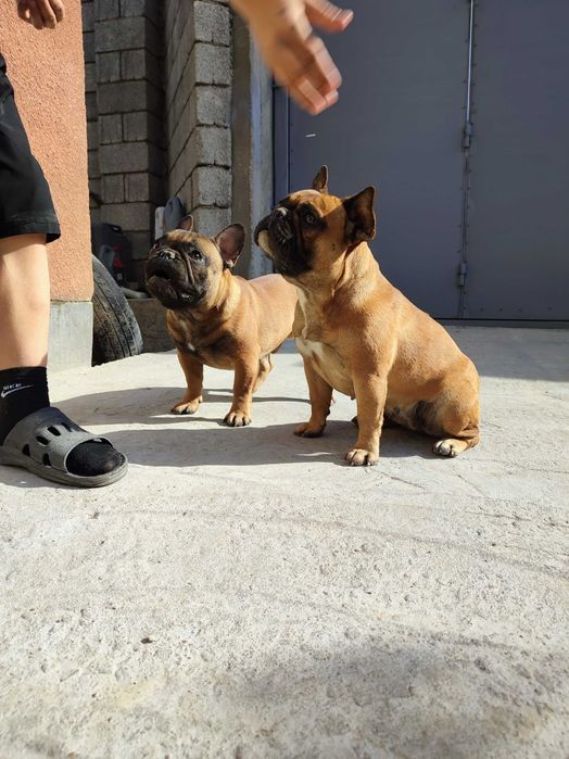 Мальчик Французского бульдога