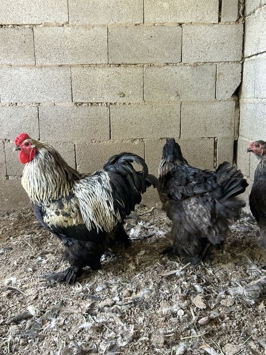 Продам курей брама