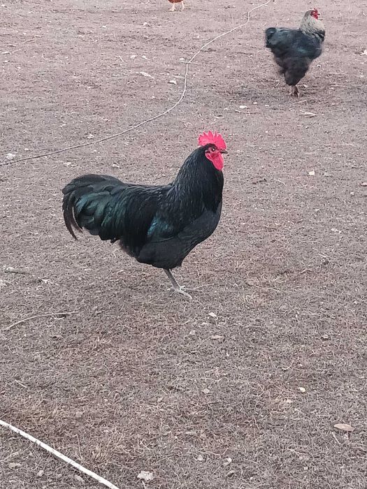Vind cocoșii Australorp.