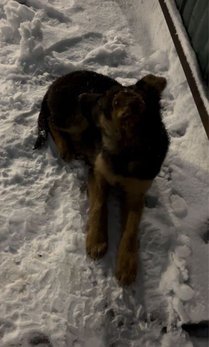 Щенок немецски овчарка