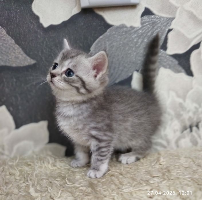 Продаются шотландские котята