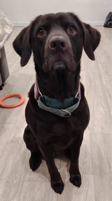 Отдам в добрые руки Лабрадора