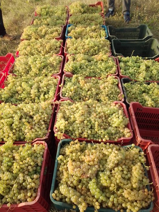 Vând struguri de vin avem următoarele soiuri; Feteasca regala, aligote, Reasling, Muscat ottonel, Muscat Hamburg, Merlot, struguri sunt aduse in lădiț