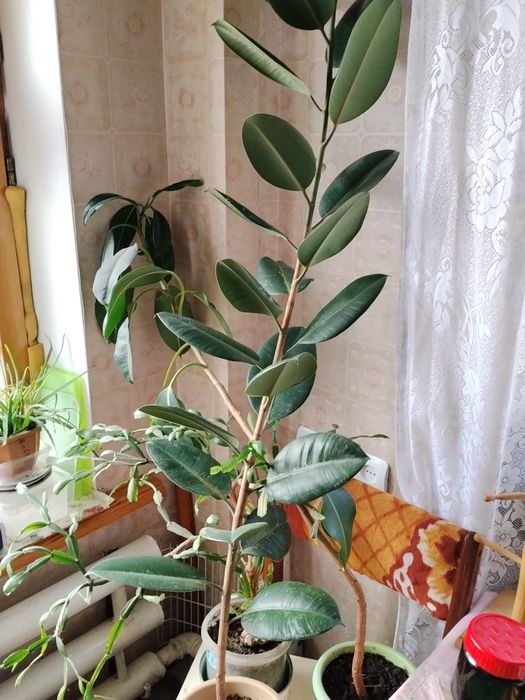 Комнатные цветы.