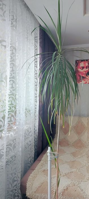 Драцена. Комнатные цветы