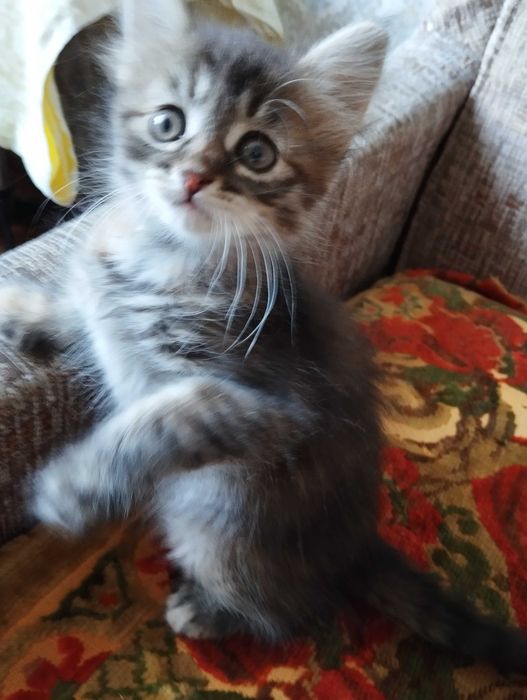 Девочка котёнок в добрые руки