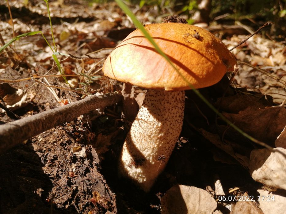 Продам грибы сушенные