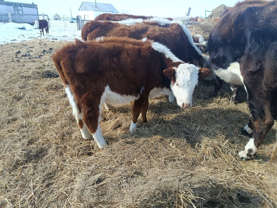 Продам тёлок 9-11 месяцев