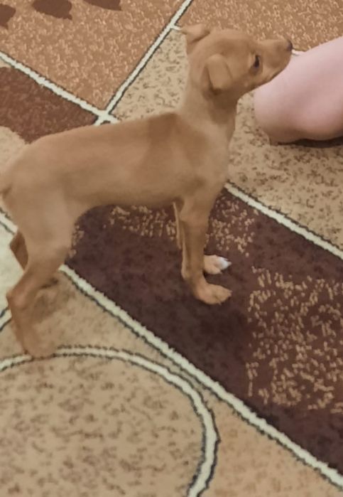 Продам щенка той терьер