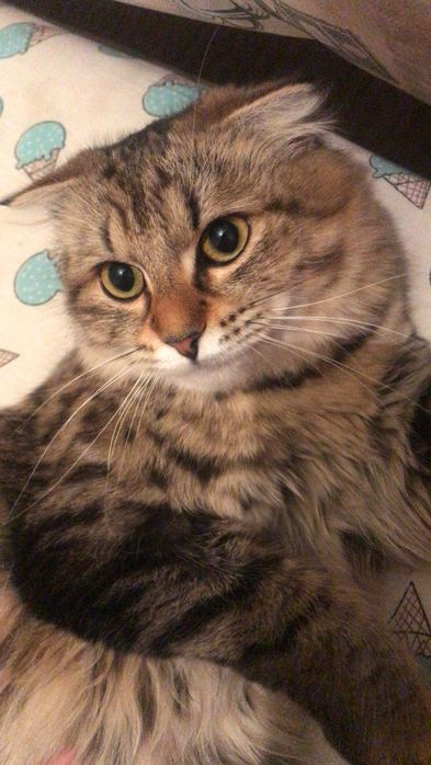 Котёнка 6ай Алматы