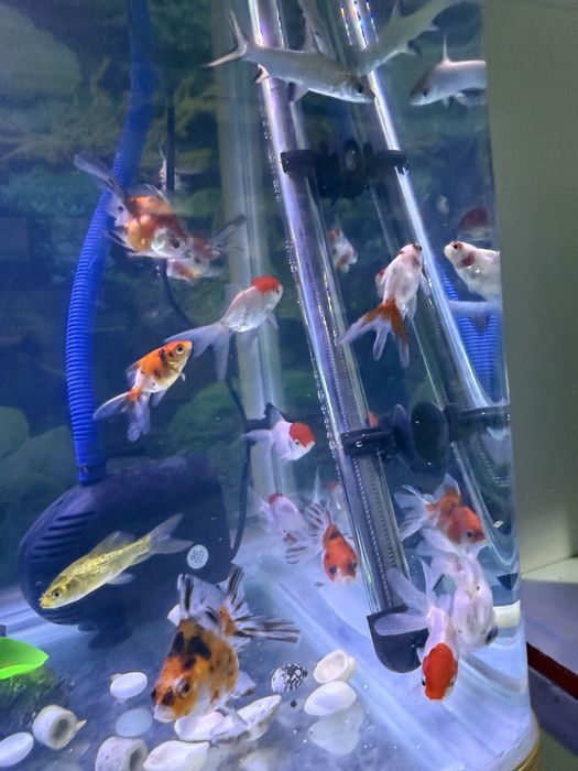 Аквариумные рыбки, аквариумы.