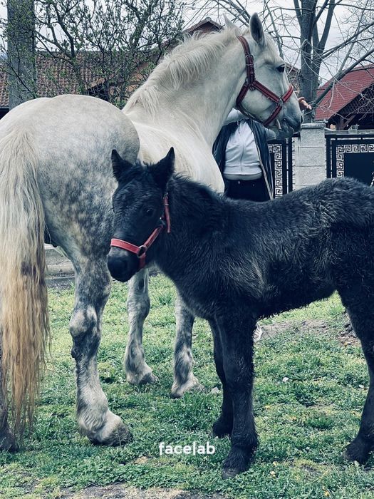 Iapa si manz De vânzare sau la schimb: 0746390052