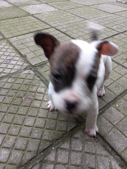 Френски Джак  ръсел