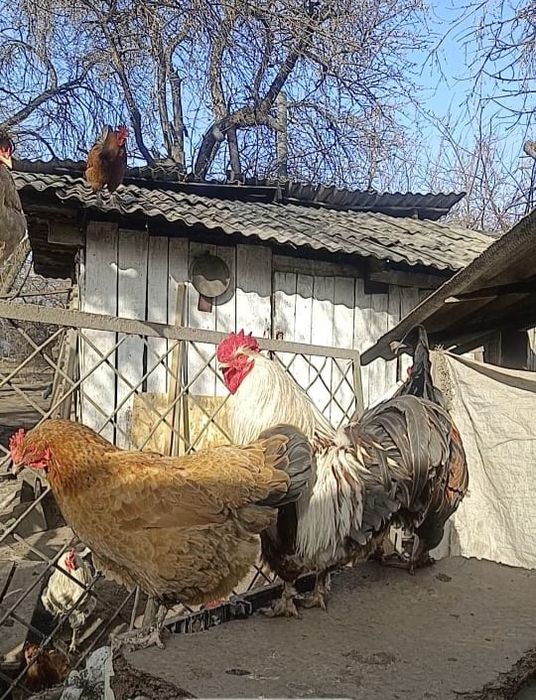 Продам петуха Алматы