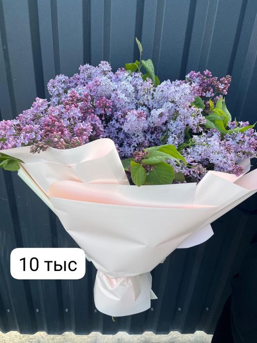 Продам свежую колированую сирень в ноличии свежаю!