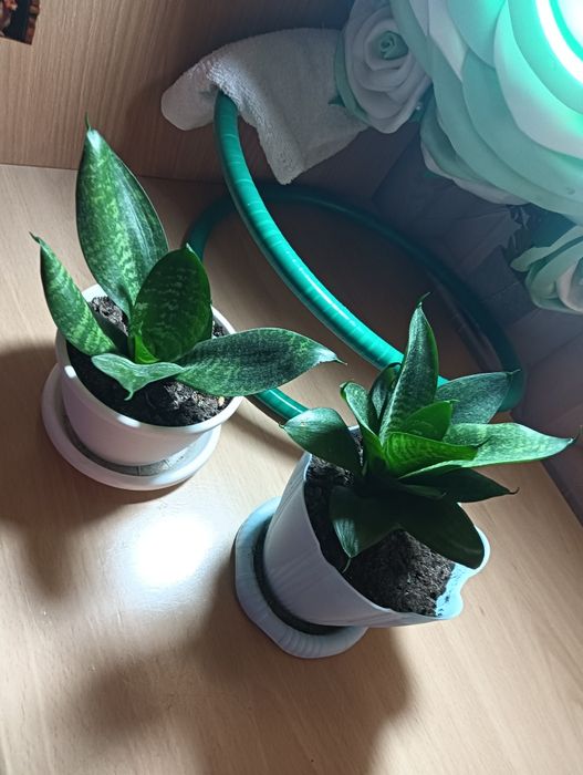 Продам комнатные цветы