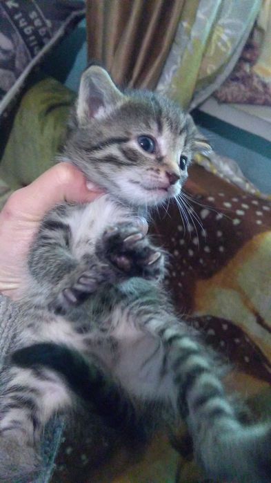 Отдам котят бесплатно