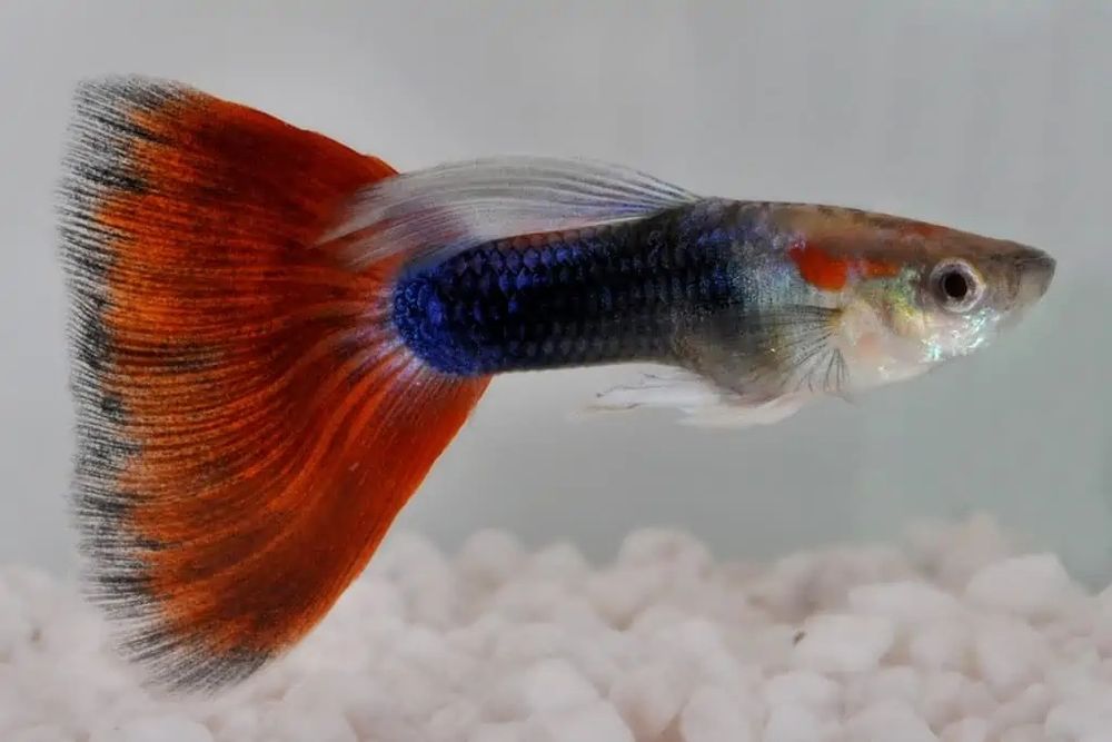 Pești de  acvariu.