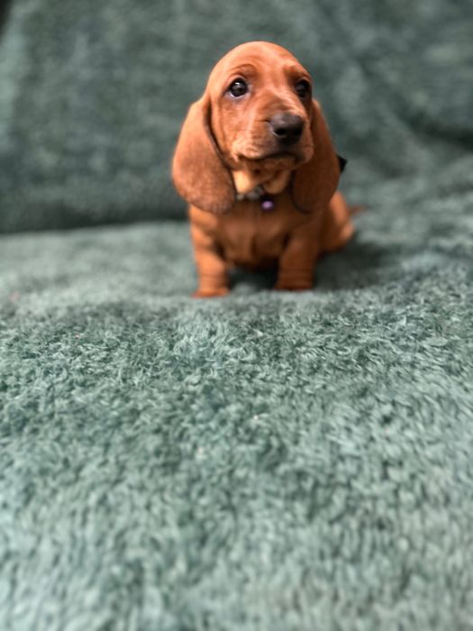 Femela teckel cu Pedigree FCI