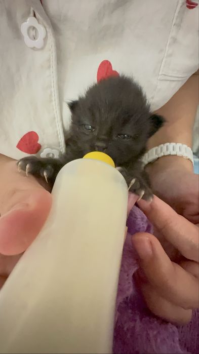 Котята 2 мальчика и 1 девочка