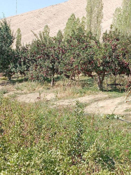 Садовник опытный. Богбон по городу Тошкент работаю