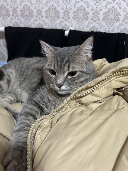 Кот породистый.