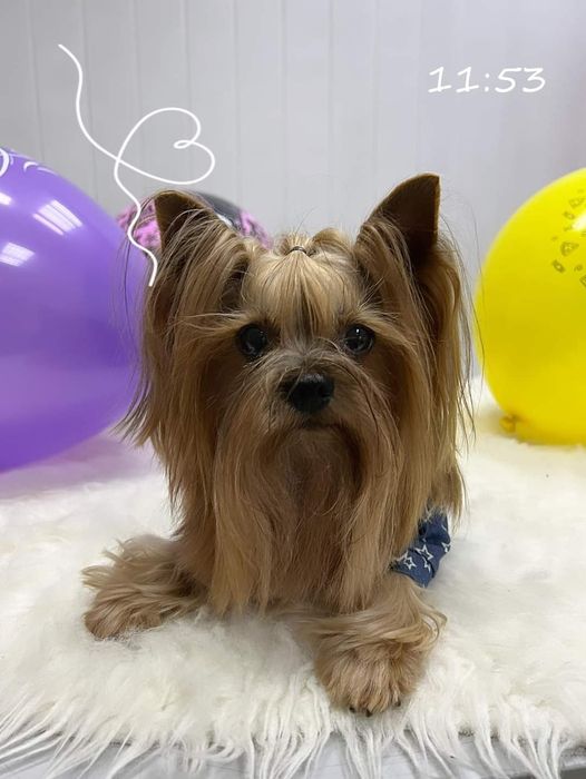 Миник йорк приглашает на вязку